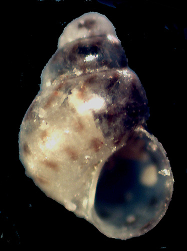Setia da identificare